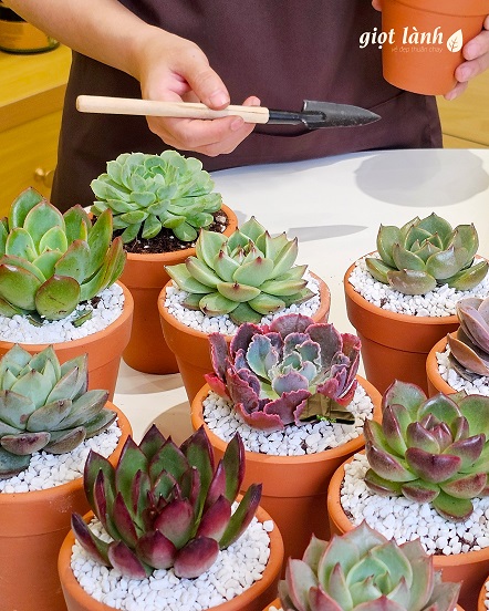 Những phần quà nho nhỏ của Giọt Lành nhằm chung tay bảo vệ môi trường
